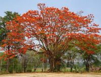 เมล็ดพันธุ์หางนกยูงไทย (Peacock Flower)  จากบ้านสวน  ไม่ตัดต่อพันธุกรรมเก็บเมล็ดปลูกต่อได้ซองละ 25 บาท