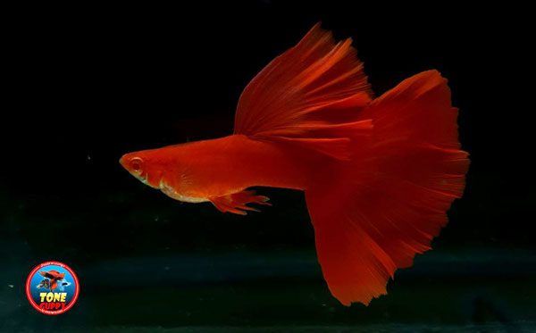 Cá 7 Màu Full Red Bds Bigtail,Guppy Đỏ Cặp Trống Mái Bảo Hành Khỏe Mạnh Phụ  Kiên Trang Trí Hồ Cá | Lazada.Vn