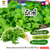 เมล็ดพันธุ์ผักชี 500 เมล็ด อัตราการงอก95% ปลูกง่าย โตไว เมล็ดเก็บไว้ได้นาน2ปี(ทุกออเดอร์ แถมฟรี! เมล็ดผักกวางตุ้ง)