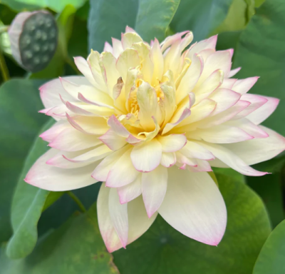 5 เมล็ด บัวนอก บัวนำเข้า บัวสายพันธุ์ Delicate &amp; Pretty Lotus สีขาว ม่วง สวยงาม ปลูกในสภาพอากาศประเทศไทยได้ ขยายพันธุ์ง่าย เมล็ดสด