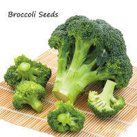 ปลูกง่าย ปลูกได้ทั่วไทย ของแท้ 100% 200pcs เมล็ด บรอคโคลี Broccoli Seeds for Sale Vegetable Seeds เมล็ดพันธุ์ผัก คุณค่าทางโภชนาการที่ดีต่อสุขภาพและสูง อุปกรการเกษตร ผักสวนครัว ไม้ประดับ พันธุ์ไม้ผล ต้นไม้ฟอกอากาศ Plants Seeds for Home &amp; Garden Planting