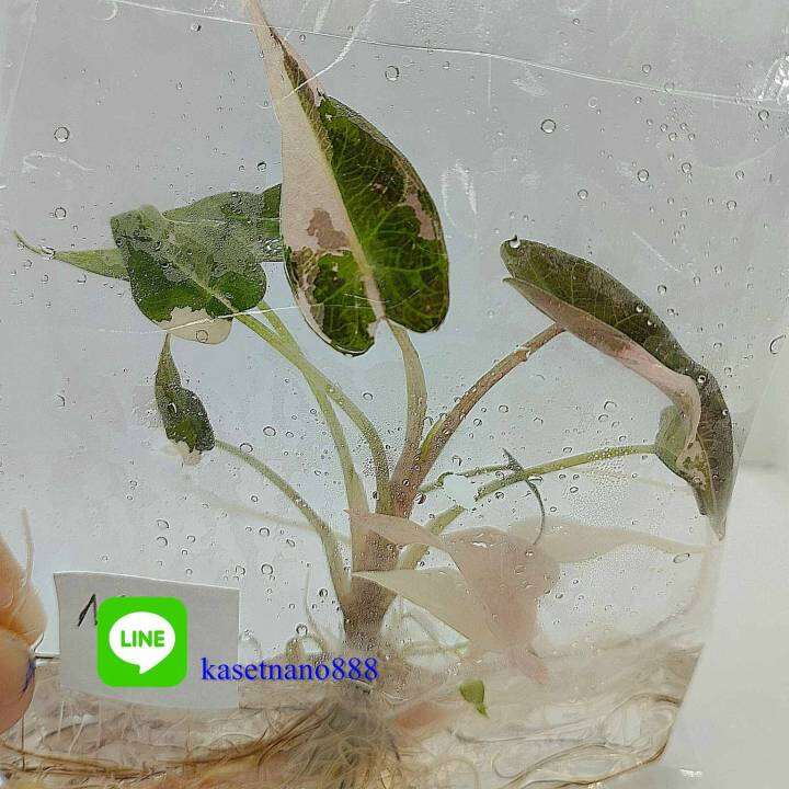 แบมบิโน่ด่างชมพู-alocasia-bambino-pink-variegated-ไม้ด่าง-ไม้เพาะเนื้อเยื่อ-ไม้เนื้อเยื่อ-คัดต้นสวยสำหรับส่งต่างประเทศ