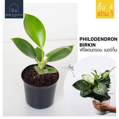 (promotion++) ฟิโลเดนดรอนกิ้นด่าง (Philodendron Birkin) ต้นเล็กสูง 10-15 ซม (ซื้อ 4 ต้นแถมซุปเปอร์เรด 1 ต้น) สุดคุ้มม ต้นไม้ ฟอก อากาศ กระถาง ต้นไม้ ไม้ ประดับ ต้นไม้ ปลูก ใน บ้าน