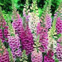 เมล็ดพันธุ์ ดอกฟ๊อกเลิฟ ดิจิทาลิส digitalis purpurea foxglove excelsior 1000 เมล็ด เมล็ดพันธุ์นำเข้าจาก อังกฤษ