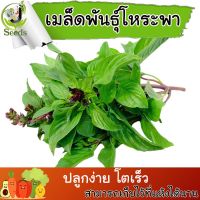 เมล็ดพันธุ์ โหระพาช่อกระจุก (Basil bunch) 700-800 เมล็ด ปลูกง่าย ปลูกได้ทั่วไทย #เมล็ดผัก