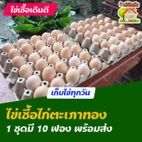 ไข่เชื้อไก่ตะเภาทอง สำหรับการฟัก 10 ฟอง