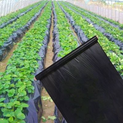 การเกษตรคลุมด้วยหญ้าสีดำกว้าง0.8เมตรหนา0.01มมเรือนกระจกผักสตรอเบอร์รี่ฟิล์มพลาสติกพิเศษฟิล์ม Grow