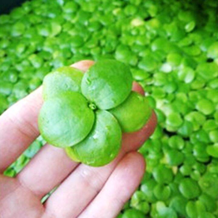 AMAZON FROGBIT / FLOAT PLANT ( 15 20 pokok ) / betta /guppy /shrimp