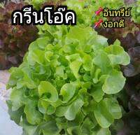 เมล็ดผักสลัด กรีนโอ๊คAAA Green Oak 150-250 เมล็ด พร้อมคำแนะนำการเพาะเมล็ด เมล็ดพันธุ์ ผักสวนครัว เมล็ดพืช เกรดเอ อัตรางอก 90% ขึ้น