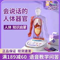 Model simulation structure meridian removable organs phonetic teaching biology medical anatomy of the skeleton model play