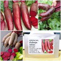 เมล็ดพันธุ์ หัวบีทรูท ไซลินดรา (Cylindra Beet Seed) 100 เมล็ด คุณภาพดี ราคาถูก ของแท้