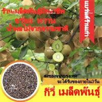 HOT** เมล็ดพันธุ์ กีวี่ ต้นไม้ 300 เมล็ด KIWI Seeds Organic Fruit Seeds พันธุ์ไม้ผล เมล็ดพันธุ์ ต้นไม้ฟอกอากาศ ต้นผลไม้ ส่งด่วน พรรณ ไม้ น้ำ พรรณ ไม้ ทุก ชนิด พรรณ ไม้ น้ำ สวยงาม พรรณ ไม้ มงคล