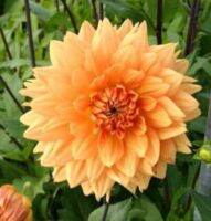 1 หัว/ชุด รักเร่ Dahlia Bulb สายพันธุ์ Noordwijks Glorieหัวรักเร่ ดอกไม้ หัวหน่อ เหง้า นำเข้า เนเธอร์แลน หัวสดใหม่