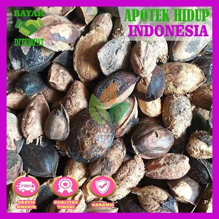 Buah Ketapang Kering 5kg Murah Banget Lazada Indonesia