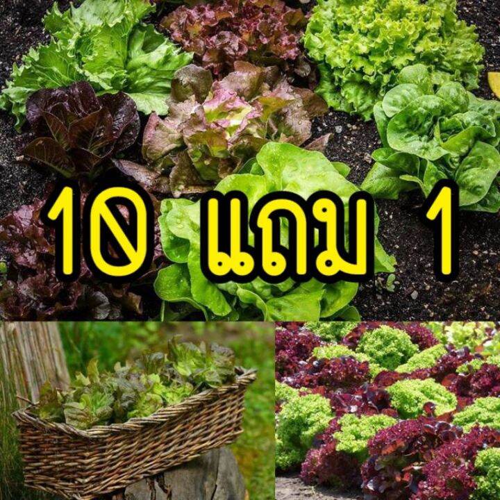 เมล็ดผักสลัด-ผักต่างประเทศ-ซื้อ10แถม1-คละได้