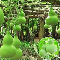 30 เมล็ด เมล็ดพันธุ์ น้ำเต้าเซียน Bottle Gourd Seeds บอนสีหายาก เมล็ดพันธุ์ผัก พันธุ์ไม้ผล เมล็ดดอกไม้ บอนสีสวยๆ ต้นไม้มงคล พันธุ์ดอกไม้ ต้นไม้ฟอกอากาศ ไม้ประดับ ต้นไม้ตกแต่ง ไม้ดอก ดอกไม้จริง บอนไซ ต้นไม้ ตกแต่งสวน ของแต่งสวน หญ้าเทียม plants