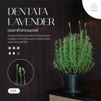 Treeno.9 T36 ลาเวนเดอร์ เดนตาต้า กลิ่นหอมมาก (Lavender Dentata) กระถาง 8 นิ้ว / สูง 30-40 ซม. สมุนไพรฝรั่ง ดีต่อสุขภาพ (ต้นไม้)