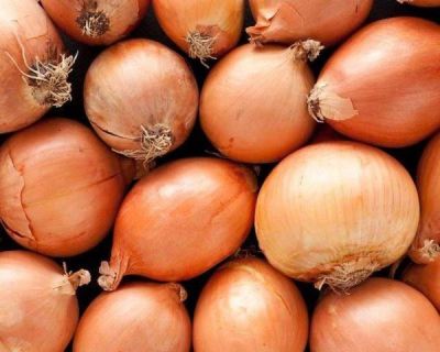 100 เมล็ด เมล็ดหอมหัวใหญ่ สายพันธุ์ หอมใหญ่ Agra ของแท้ 100% อัตราการงอก 70-80% Onion Seed มีคู่มือปลูก