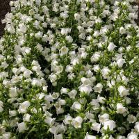 เมล็ดพันธุ์ Bonsai Seeds ดอกระฆัง campanula calycanthema 1000 เมล็ด เมล็ดพันธุ์ Bonsai Seedsนำเข้าจาก อังกฤษ