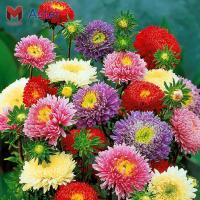 ดอกแอสเตอร์ Aster Compositae สลับสี#4 (200 เมล็ด)