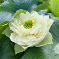 5 เมล็ดพันธุ์ บัว สายพันธุ์ Green Clouds Lotus สีขาว นำเข้าจาก อเมริกา เพาะปลูกและเก็บเมล็ดในไทย ขยายพันธุ์ในไทยได้