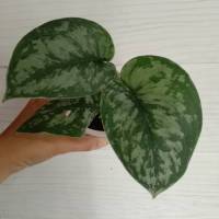 พลูหัวใจแนบ scindapsus pictus exotica satin