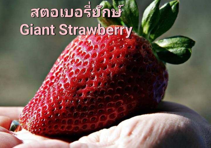 สตอเบอรี่ยักษ์-giant-strawberry-seeds-เมล็ดพันธุ์สตอเบอรี่ยักษ์-ราคาถูก-ลูกใหญ่-ปลูกง่าย-บรรจุ-10-เมล็ด-สตอเบอรี่