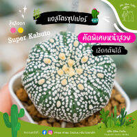 ซุปเปอร์คัดพิเศษหน้าสวย (ไม้เพาะเมล็ด) กระถาง 2 นิ้ว 3-4cm