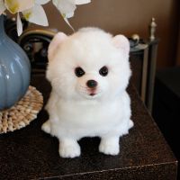 derZ441 ยอดฮิต - / Plush Pomeranian Dog Doll Simulation Dog Stuffed Animal Toys Super Realistic Dog Toy For Pet Lovers Luxury Home Decor Snow White