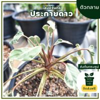 Chanrak.plants  ตัวกลาย เสน่ห์จันทร์ประกายดาว ส่งต้นตรงรูป