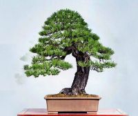 ขายส่ง 100 เมล็ด เมล็ดสนดำญี่ปุ่น Japanese black pine bonsai seeds เมล็ดพันธุ์ seeds บอนไซ Bonsai บอนไซสนดำ Pinus thunbergii ไม้ดัด ไม้โขด ไม้แคระ