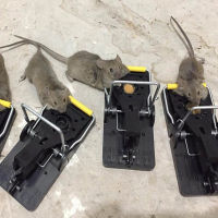 10Pcs Mouse Trap Professional Rat Trap Effective Mouse Traps Snap Trap Rodent Control Mouse Catcher