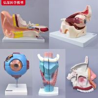 Eyes ears model eye amplification nose nasal anatomy otolaryngology human body medical teaching AIDS