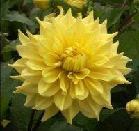 รักเร่ Dahlia Bulb สายพันธุ์ Madeline Ann  1 หัว/ออเดอร์ หัวรักเร่ ดอกไม้ หัวหน่อ นำเข้า เหง้า เนเธอร์แลน หัวสดใหม่