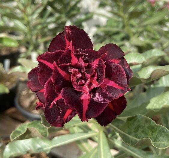 2-เมล็ด-เมล็ดพันธุ์-ชวนชม-สายพันธุ์-floortje-สีดำ-bonsai-desert-rose-adenium-seed-กุหลาบทะเลทราย-ราชินีทะเลทราย-บอนไซ-มีคู่มือปลูก
