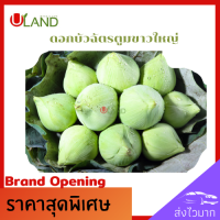 Uland ดอกบัวฉัตรขาว ตูม ขนาดใหญ่ 10 ดอก ดอกบัวขาว ดอกบัวไหว้พระ ดอกบัวสำหรับพับ