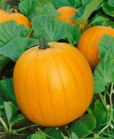 JACK O LANTERN PUMPKIN (20seeds) ฟักทองฮาโลวีน พันธุ์แจ๊ค (20เมล็ด)