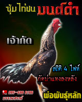 จำหน่ายไข่ไก่ชน คลิปพ่อพันธุ์เกรดVIP สายเลือดดี ไข่ไก่ชนก๋อยกัดทุบ เจ้ากัด