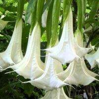 30 เมล็ดพันธุ์ เมล็ด เมล็ดพันธุ์ ต้นดอกระฆัง ดอกลำโพง แตรนางฟ้า Datura metel L. Angel Trumpet Seeds อัตราการงอก 80-85%