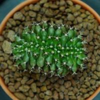 ( PRO+++ ) โปรแน่น.. ยิมโนคริส Cactus Gymnocalycium ไม้เมล็ด ไร้ตำหนิ ไม้เมล็ด ส่งแบบถอดกระถาง ถูก ต้นไม้ มงคล ต้นไม้ ราคาสุดคุ้ม พรรณ ไม้ น้ำ พรรณ ไม้ ทุก ชนิด พรรณ ไม้ น้ำ สวยงาม พรรณ ไม้ มงคล