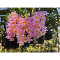 Woww สุดคุ้ม เอื้องมัจฉาชมพู (Dendrobium farmeri Pink) ราคาโปร พรรณ ไม้ น้ำ พรรณ ไม้ ทุก ชนิด พรรณ ไม้ น้ำ สวยงาม พรรณ ไม้ มงคล