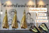 ข้าวต้มมัดเผาโบราณ (1 ชิ้น) ย่างเตาถ่านหอมๆ  ร้านป้าแขกในตำนานอุดรธานี