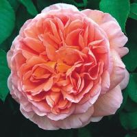 10 เมล็ด Rose Seeds  เมล็ดพันธุ์ กุหลาบ ยุโรปพันธุ์เลื้อย กุหลาบอังกฤษ Country Darby สีชมพู่