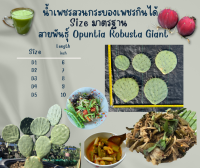 พันธุ์ "มะรุ่ง" กระบองเพชรกินได้สายพันธุ์ โอ.โรบัสต้าไจแอนท์ No. 4D RG-PA-D1-5