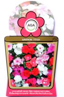 แพงพวย คละสี Vinca Mixed Colors เมล็ดพันธุ์ดอกไม้ AGA เอกะ อะโกร