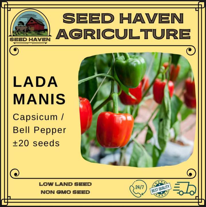 Sweet Pepper Seed Bell Pepper Seed Capsicum Seed 20 Seeds Lazada