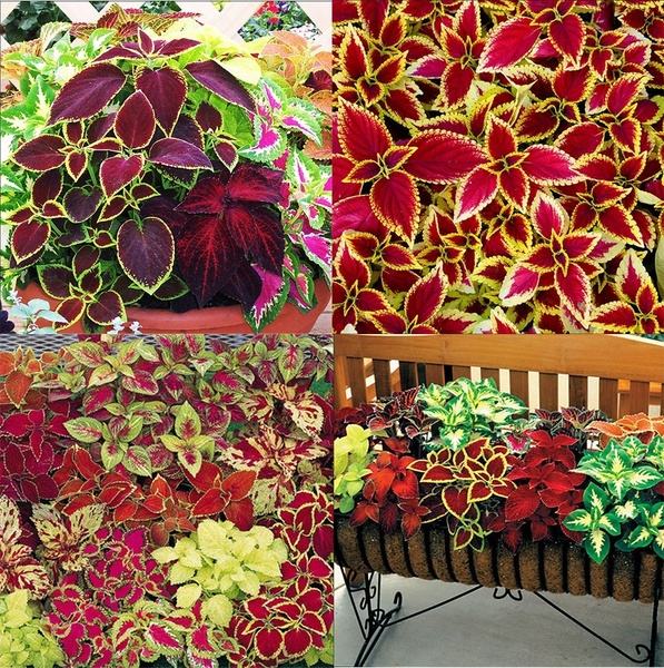 50Pcs Mix Colors Blumei Seeds Colorful Flower Leaves Plant Home Garden Decor 