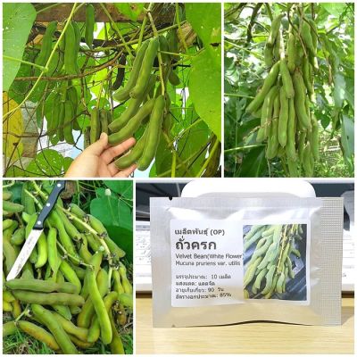 ( PRO+++ ) โปรแน่น.. เมล็ดพันธุ์ ถั่วครก ถั่วขอ ถั่วมะขาม Velvet Bean Seed (White Flower) 10 เมล็ด คุณภาพดี ของแท้ 100% ราคาสุดคุ้ม พรรณ ไม้ น้ำ พรรณ ไม้ ทุก ชนิด พรรณ ไม้ น้ำ สวยงาม พรรณ ไม้ มงคล