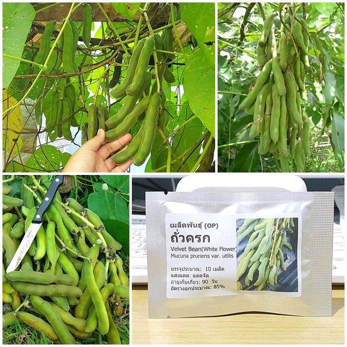 pro-โปรแน่น-เมล็ดพันธุ์-ถั่วครก-ถั่วขอ-ถั่วมะขาม-velvet-bean-seed-white-flower-10-เมล็ด-คุณภาพดี-ของแท้-100-ราคาสุดคุ้ม-พรรณ-ไม้-น้ำ-พรรณ-ไม้-ทุก-ชนิด-พรรณ-ไม้-น้ำ-สวยงาม-พรรณ-ไม้-มงคล