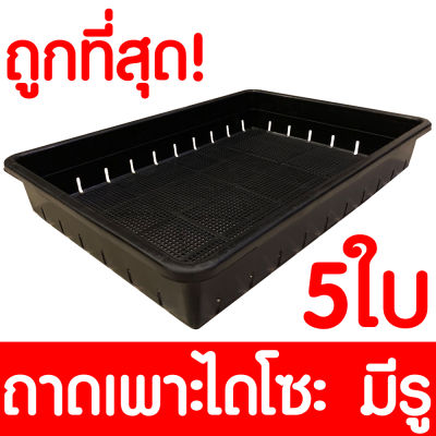 ถาดไดโซะ มีรู 5ใบ 50x36x8ซม ถาดเพาะไดโซะ ถาดเพาะ ถาดเพาะชำ ถาดเพาะต้นกระบองเพชร ถาดเพาะต้นอ่อน กระบองเพชร แคคตัส ตะกร้าปลูกผัก ตะกร้าดำ